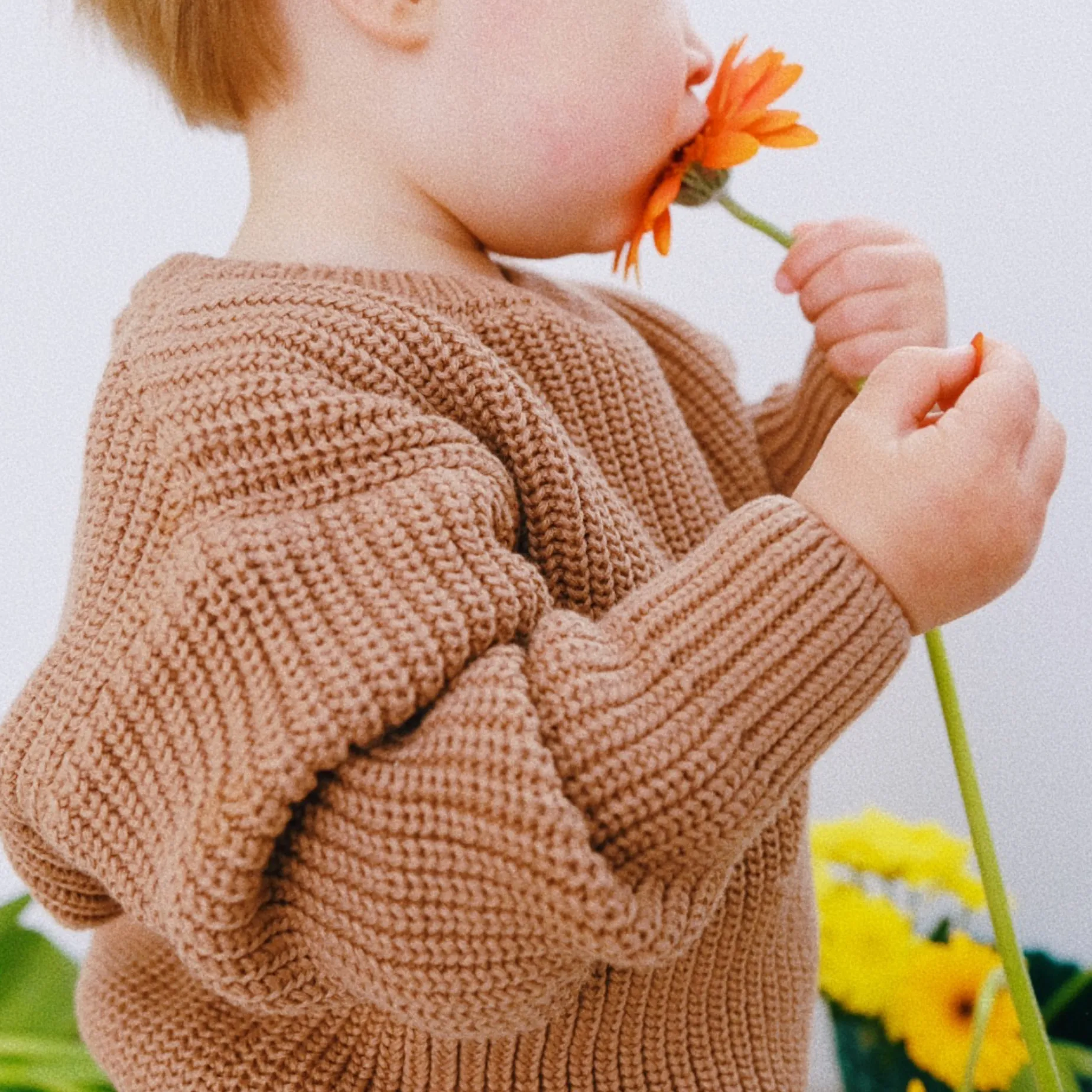 Poudre Organic Pulls | Pulls | PULL PISSENLIT COTON Noix de Cajou NoixdeCajou